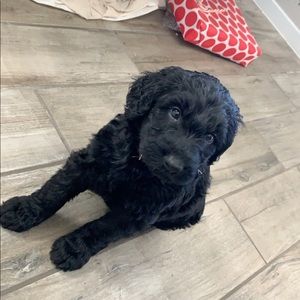 Meet your Posher, Douglas